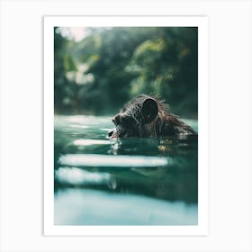 Chimpanzee Swimming In Water Art Print