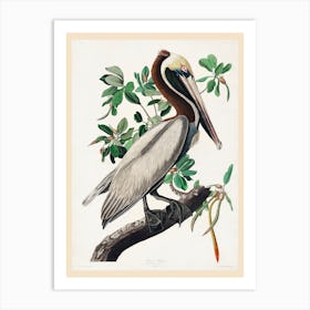 Brown Pelican, Birds Of America, John James Audubon Art Print