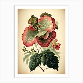 Hibiscus Herb Vintage Botanical Art Print