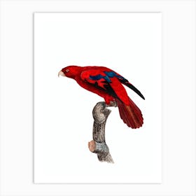 Vintage Red Lory Bird Illustration on Pure White n.0028 Art Print