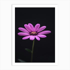 Purple Daisy 1 Art Print