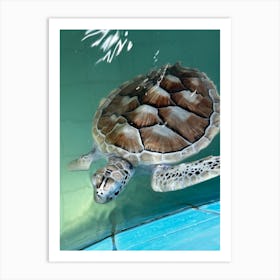 Sea Turtle Art Print