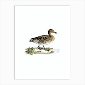 Vintage Northern Pintail Duck Bird Illustration on Pure White n.0136 Art Print