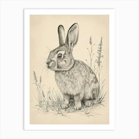 Californian Rabbit Drawing 4 Art Print