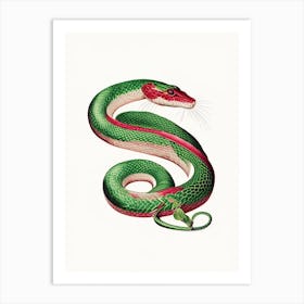 Red Tailed Green Rat Snake 1 Vintage Art Print