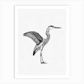 Great Blue Heron B&W Pencil Drawing 1 Bird Art Print