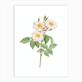 Vintage Rose of Castile Botanical Illustration on Pure White n.0184 Art Print