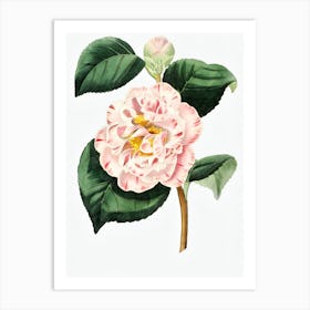 Pink Camellia Art Print