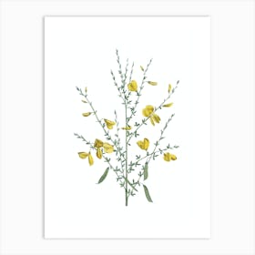 Vintage Yellow Broom Flowers Botanical Illustration on Pure White n.0225 Art Print