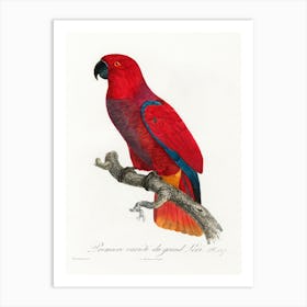 The Eclectus Parrot From Natural History Of Parrots, Francois Levaillant 1 Art Print