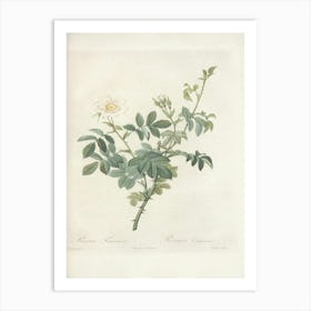 Rose Illustration, Pierre Joseph Redoute, Pierre Joseph Redoute (113) Art Print