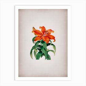 Vintage Thunberg's Orange Lily Botanical on Parchment n.0805 Art Print