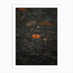 Single Flower In The Dark 20 Art Print