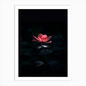 Lotus Flower In The Dark Art Print