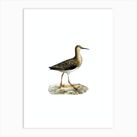 Vintage Ruff Female Bird Illustration on Pure White n.0211 Art Print