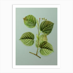 Vintage Linden Tree Branch Botanical Art on Mint Green n.0656 Art Print