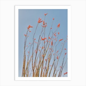 Ocotillo Flower Blooms Art Print