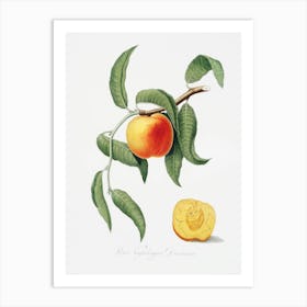 Peach (Prunus Persica) From Pomona Italiana (1817 1839), Giorgio Gallesio 5 Art Print