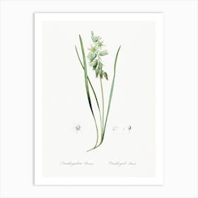 Drooping Star Of Bethlehem Illustration From Les Liliacées (1805), Pierre Joseph Redoute Art Print