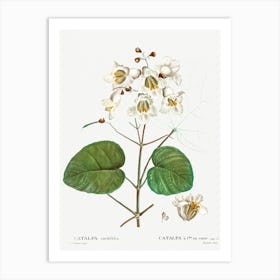 Catalpa Cordifolia, Pierre Joseph Redoute Art Print