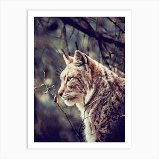 Lynx Art Print