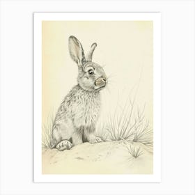 Mini Lop Rabbit Drawing 3 Art Print