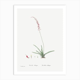 Aloe Obliqua, Pierre Joseph Redoute Art Print
