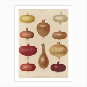 Onion Varieties Art Print