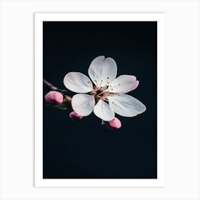 Cherry Blossom 2 Art Print