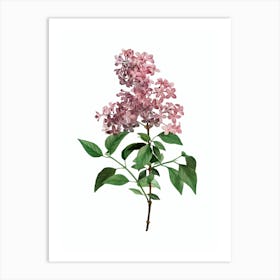 Vintage Chinese Lilac Botanical Illustration on Pure White n.0139 Art Print