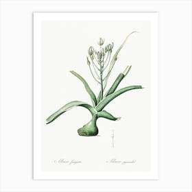 Slime Lily Illustration From Les Liliacées (1805), Pierre Joseph Redoute Art Print