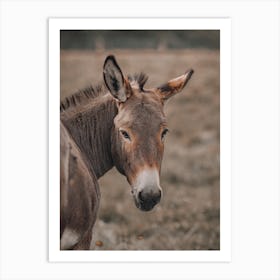 Donkey In Field Art Print