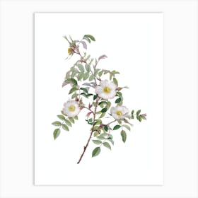 Vintage Reddish Rosebush Botanical Illustration on Pure White n.0539 Art Print
