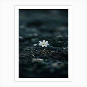 Small White Flower 1 Art Print