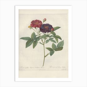 Rose Illustration, Pierre Joseph Redoute (42) Art Print