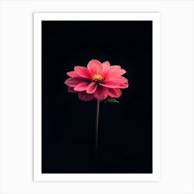 Dahlia Flower 8 Art Print