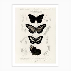 Collection Of Butterflies, Charles Dessalines D'Orbigny Art Print