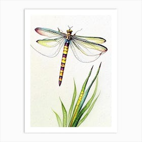 Banded Pennant Dragonfly Watercolour Ink Pencil 1 Art Print