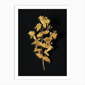 Vintage Stinking Tutsan Botanical in Gold on Black n.0075 Art Print