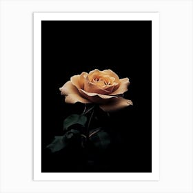 Rose On A Black Background 35 Art Print