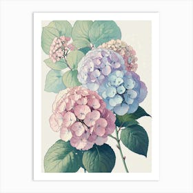 Hydrangeas 1 Art Print