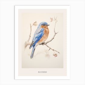 Vintage Bird Drawing Bluebird 1 Poster Art Print
