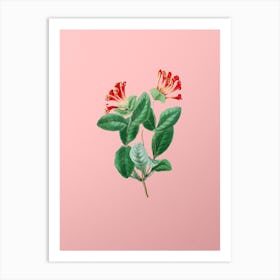 Vintage North West Honeysuckle Flower Botanical on Soft Pink n.0287 Art Print