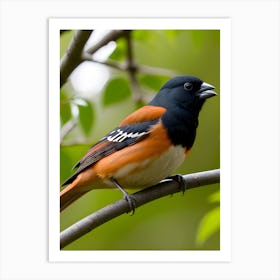 Eastern Towhee - Random Reality Art Print