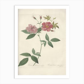 Rose Illustration, Pierre Joseph Redoute, Pierre Joseph Redoute(147) Art Print