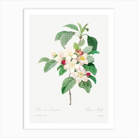 Antique Plant, Pierre Joseph Redoute (2) Art Print