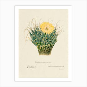 Agave Cactus, Familie Der Cacteen Art Print