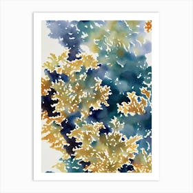 Acropora Pulchra Vintage Graphic Watercolour Art Print