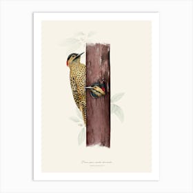 Green-barred woodpecker Art Print