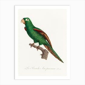 The Eclectus Parrot From Natural History Of Parrots, Francois Levaillant 2 Art Print